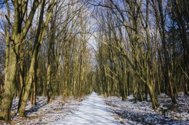 Kar ve ağaçlarla dolu güzel kış manzarası