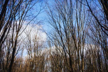 Ormandaki ağaç dalları