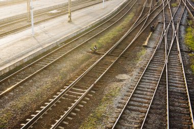 Ormanda demiryolu rayları