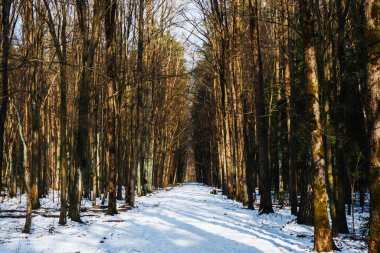 Karlı güzel kış ormanı