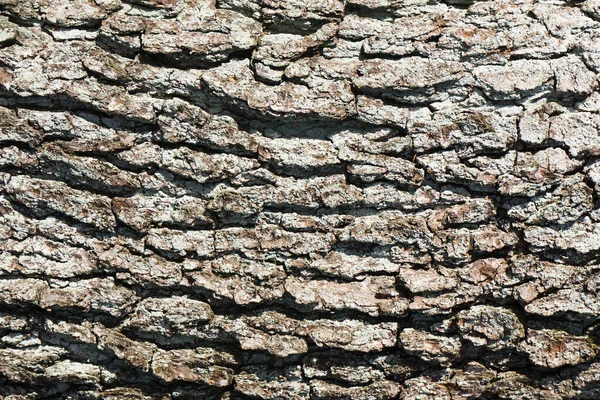 Tett Inntil Teksturert Bark Trær – stockfoto
