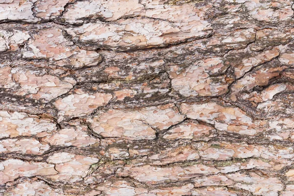 Ağaç Kabuğuna Yakın Çekim — Stok fotoğraf
