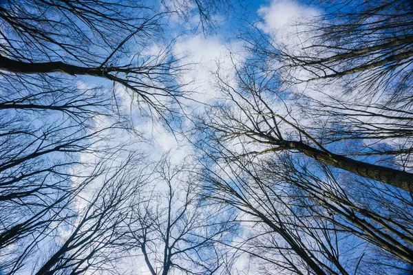 stock image tree branches in the sky