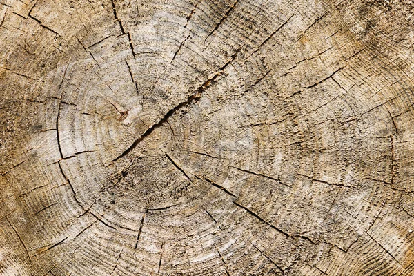 Närbild Texturerad Bark — Stockfoto