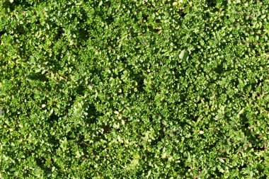 yeşil yosun dokusu arkaplanı