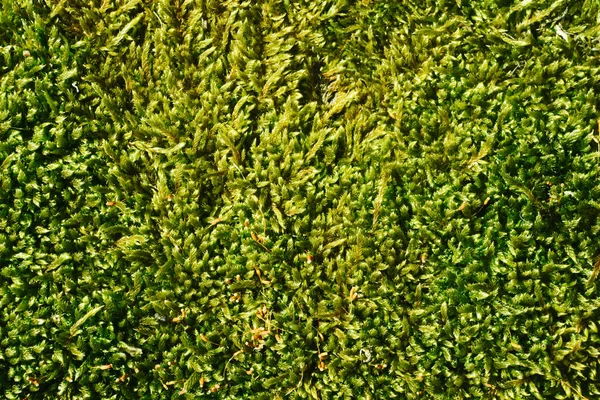 Grüne Blätter Hintergrund Nahaufnahme — Stockfoto