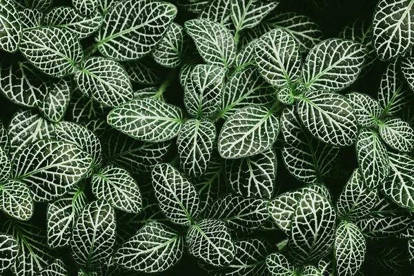 Зелене Листя Папороті Чорному Фоні — стокове фото