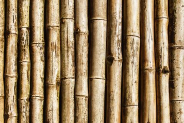 Bambu kalıpları. Doğal ahşap bitki boruları arka planda