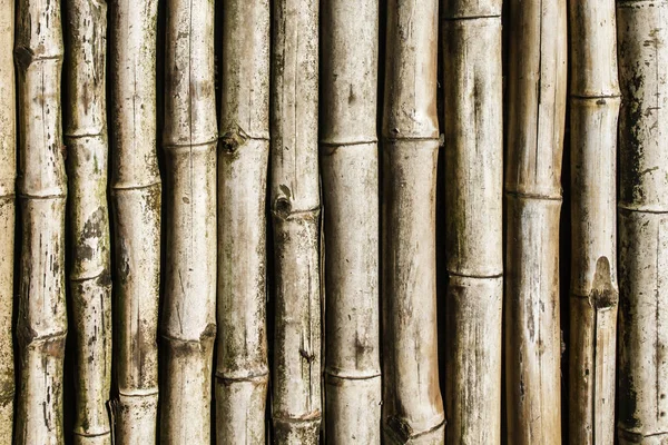 bamboo sticks pattern. Natural wooden plant pipes background