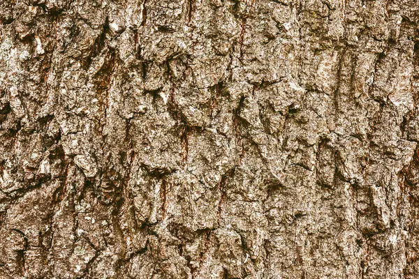 Ağaç Kabuğuna Yakın Çekim — Stok fotoğraf