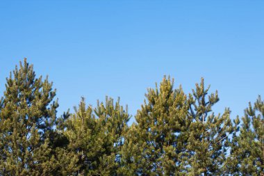 Ormandaki çam ağacı