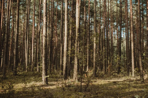 Wald Morgen — Stockfoto