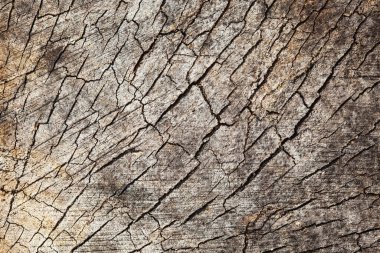 Ağaç kabuğuna yakın çekim