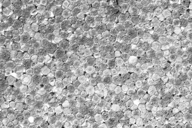 Ağaç kabuğuna yakın çekim