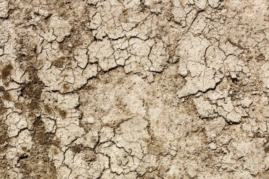 Ağaç kabuğuna yakın çekim