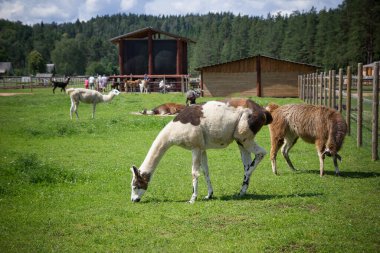 Otlakta otlayan bir at sürüsü.