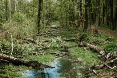 Nehir ve ormanlı güzel bir manzara.