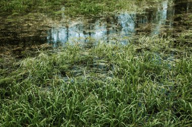yeşil çim dokulu arka plan