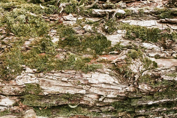Bir Ağaç Kabuğuna Yakın — Stok fotoğraf