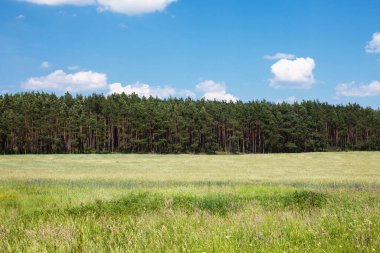 Yeşil Çimen ve Mavi Gökyüzü