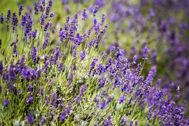 Bahçedeki güzel lavanta çiçekleri