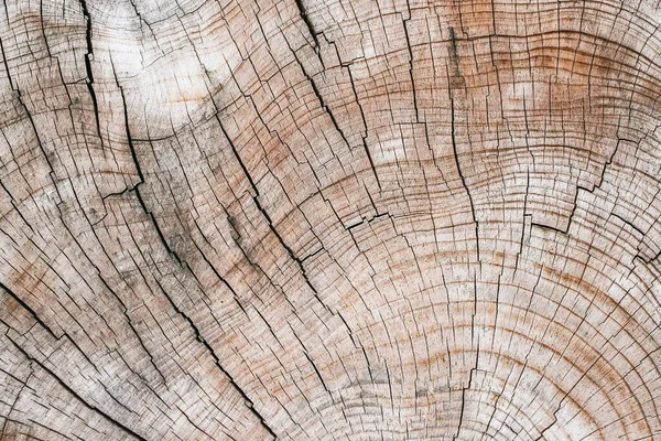 Närbild Texturerad Bark — Stockfoto