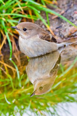 Pied Flycatcher, Ficedula hypoleuca, Forest Pond, Akdeniz Ormanı, Kastilya ve Leon, İspanya, Avrupa