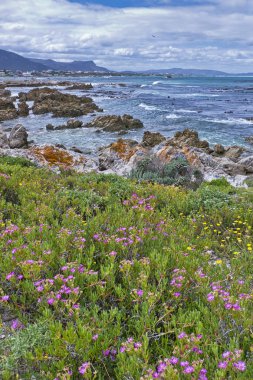 Rocky Coast, Walker Körfezi Doğa Koruma Alanı, Gansbaai, Batı Burnu, Atlantik Okyanusu, Güney Afrika, Afrika