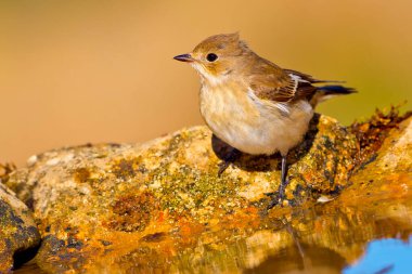 Pied Flycatcher, Ficedula hypoleuca, Forest Pond, Akdeniz Ormanı, Kastilya ve Leon, İspanya, Avrupa