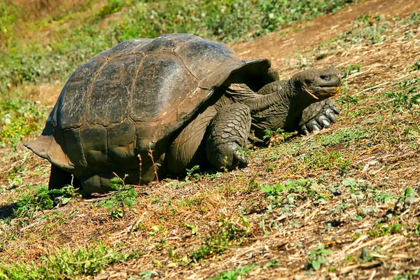 Galapagos Giant Tortoise Chelonoidis Nigra Galapagos National Park Galapagos Islands — Stock Photo, Image