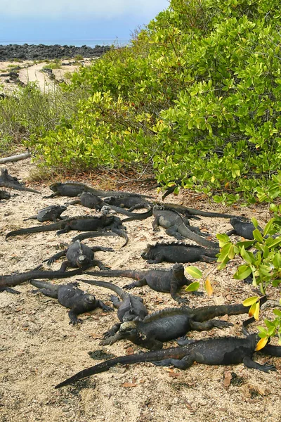 Iguana Marinha Cristatus Amblyrhynchus Parque Nacional Das Galápagos Ilhas Galápagos — Fotografia de Stock