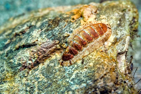 Chiton Chiton Olivaceus Cabo Cope Puntas Del Calnegre Natural Park — Stock Photo, Image