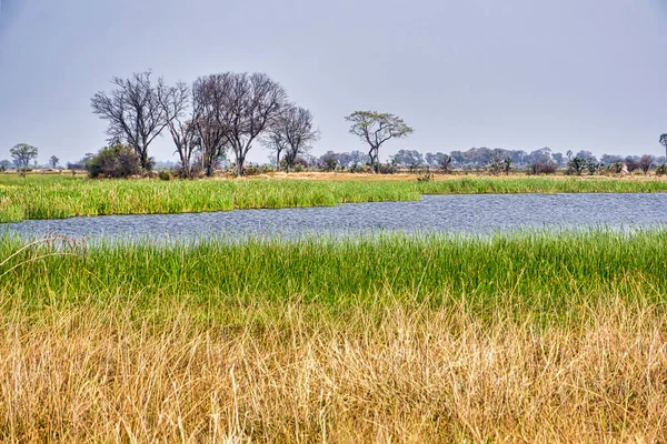 Okavango Vizes Élőhelyek Okavango Delta Unesco Világörökség Része Ramsar Vizes — Stock Fotó