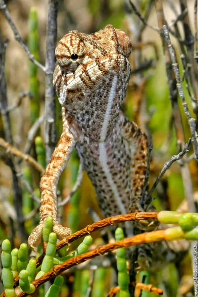 Chameleon Chamaeleo Chamaeleon Salinas Santa Pola Natural Park Alicante Comunidad — стокове фото