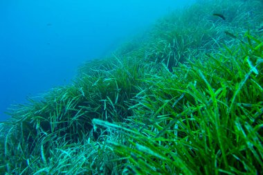 Neptün Çimi, Posidonia Okyanusu, Cabo Cope-Puntas del Calnegre Doğal Parkı, Akdeniz, Murcia, İspanya, Avrupa