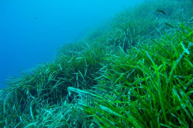 Neptune Grass, Posidonia oceanica, Cabo Cope-Puntas del Calnegre Natural Park, Mediterranean Sea, Murcia, Spain, Europe clipart