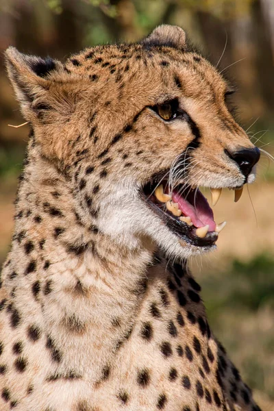 Gepard Acinonyx Jubatus Südafrika Afrika — Stockfoto