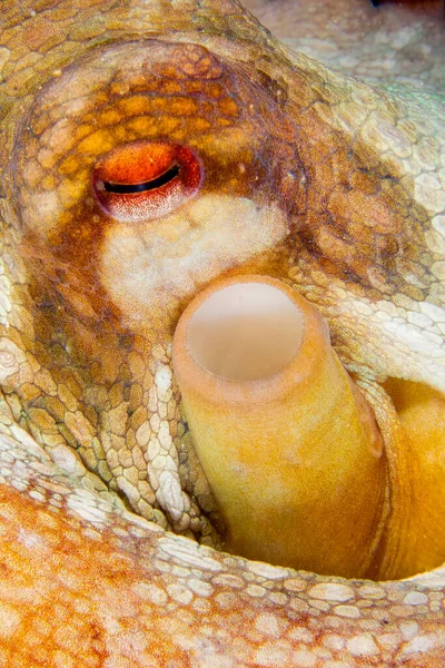 Ortak Octopus, Octopus vulgaris, Cabo Cope-Puntas del Calnegre Doğal Parkı, Akdeniz, Murcia, İspanya, Avrupa