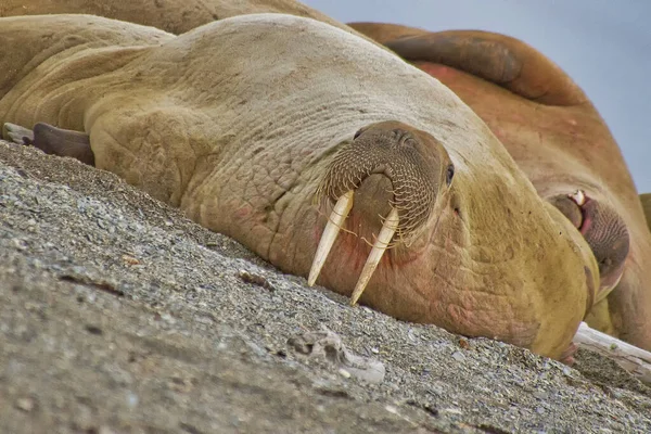 Ruhendes Walross Odobenus Rosmarus Arktis Spitzbergen Norwegen Europa — Stockfoto