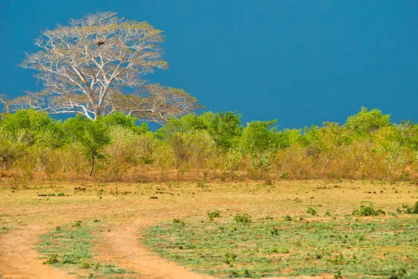 Pastagens Florestas Parque Nacional Udawalawe Sri Lanka Ásia — Fotografia de Stock