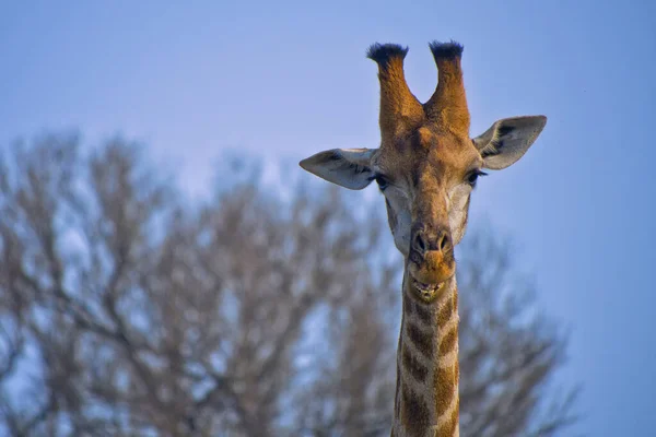 Giraffa Giraffa Camelopardis Kruger National Park Sudafrica Africa — Foto Stock