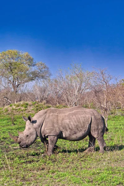 Rhinocéros Blanc Ceratotherium Simum Rhinocéros Lèvres Carrées Parc National Kruger — Photo