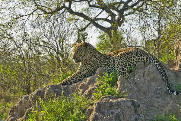 Leopardo Panthera Pardus Kruger National Park África Sul África — Fotografia de Stock