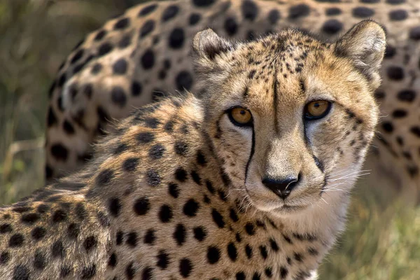 Gepard Acinonyx Jubatus Südafrika Afrika — Stockfoto