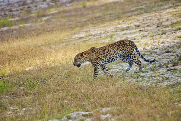 Sri Lanka Leopardo Kotiya Chiruthai Panthera Pardus Kotiya Wilpattu National — Fotografia de Stock