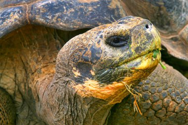Galapagos Dev Kaplumbağa, Chelonoidis Nigra, Galapagos Ulusal Parkı, Galapagos Adaları, UNESCO Dünya Mirası Alanı, Ekvador, Amerika