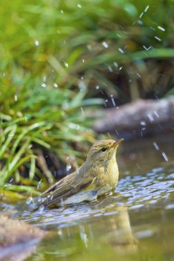 Willow Warbler, Phylloscopus trochilus, Forest Pond, Akdeniz Ormanı, Kastilya ve Leon, İspanya, Avrupa