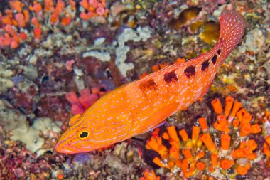 Saddled Rock Cod, Cephalopholis sexmaculata, Coral Reef, South Ari Atoll, Maldivler, Hint Okyanusu, Asya