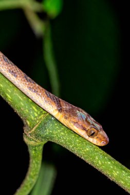 Mapepire Corde Violon, Blunthead Tree Snake, Imantodes cenchoa, Tropikal Yağmur Ormanları, Corcovado Ulusal Parkı, Osa Koruma Alanı, Osa Yarımadası, Kosta Rika, Orta Amerika,