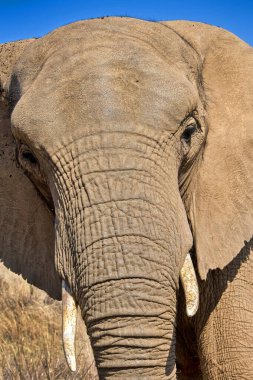 Fil, Loxodonta Africana, Vahşi Yaşam Rezervi, Güney Afrika, Afrika
